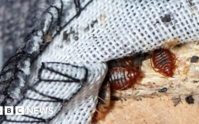 Bedbugs: Luton Council receives 'alarming number' of calls