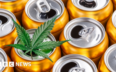 Cannabidiol safe daily dose limit cut by food regulator