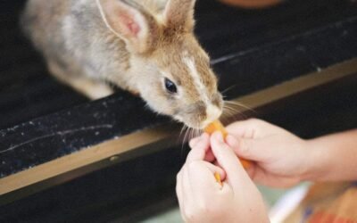 15+ Best Jobs For 6 Year Olds 2023