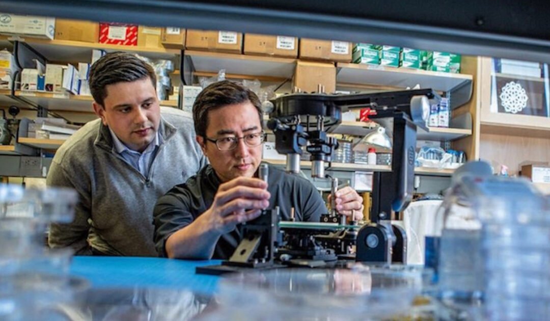 Vivodyne launches with $38M to create lab-grown human organs